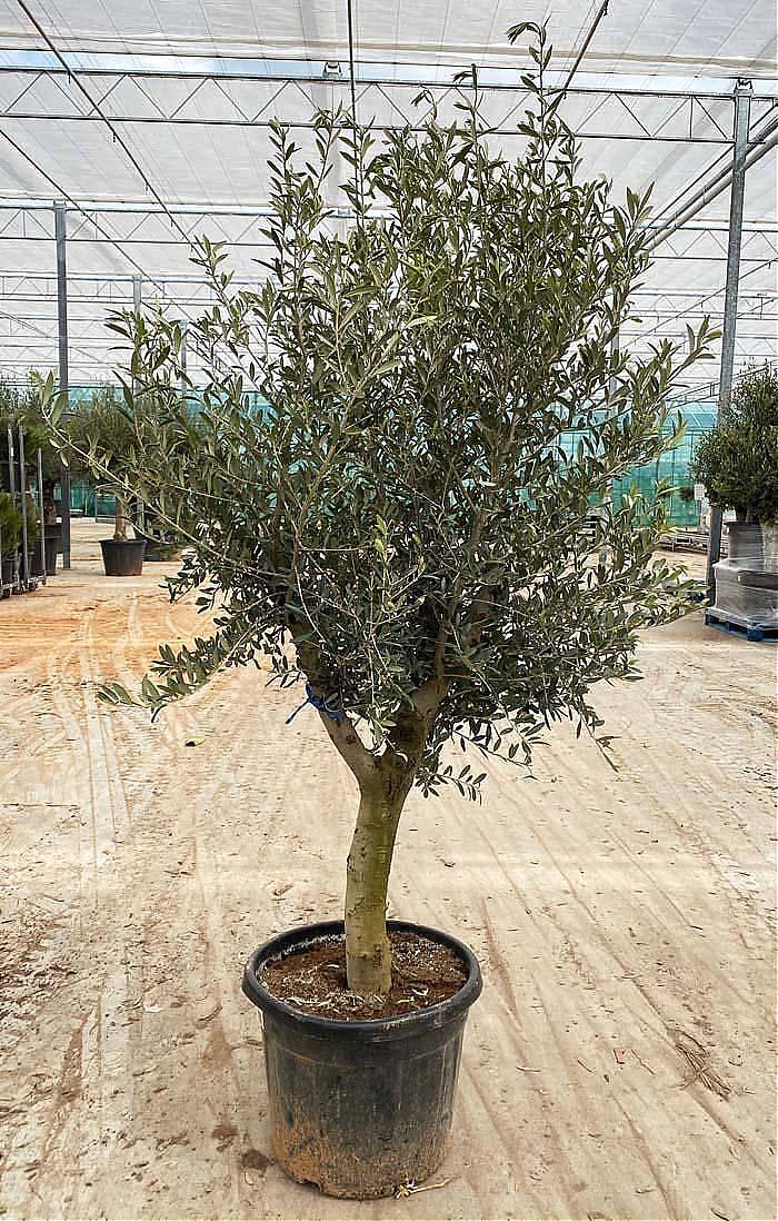 Оливковое дерево, маслина европейская - Olea europaea H40 H180