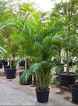 Пальма Арека D60 H350