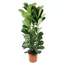 Фикус Лировидный (Лирата) - Ficus Lyrata D40 H240