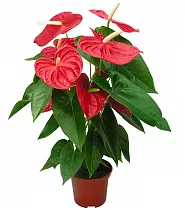 Антуриум Андреанум Дакота - Anthurium Dakota красный D18 H80