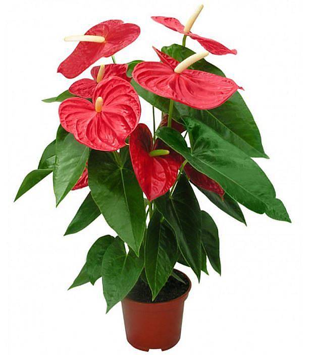 Антуриум Андреанум Дакота - Anthurium Dakota красный D18 H80