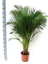 Пальма Арека D21 H120
