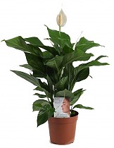 Спатифилиум белый - Spathiphyllum Chopin D12 H50