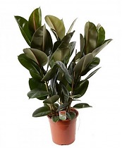 Фикус эластика Робуста - Ficus elastica Robusta D24 H120