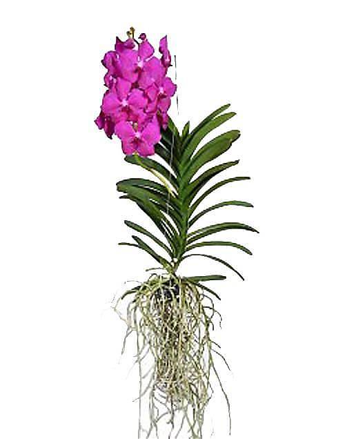 Ванда подвесная - Vanda Exceptional H80