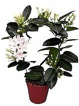 Стефанотис флорибунда белый - Stephanotis Floribunda D12 H45