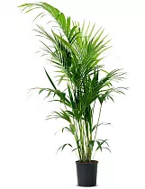 Пальма Ховея (Кентия) - Howea D25 H140