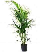 Пальма Ховея (Кентия) - Howea D25 H140