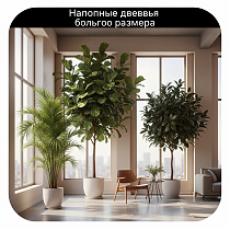 Напольные растения, большого размера