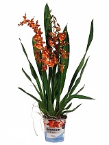 Камбрия D12 H60