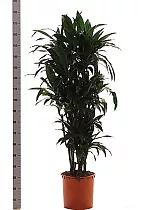 Драцена Джанет Крэйг куст - Dracaena deremensis "Janet Craig" D38 H180
