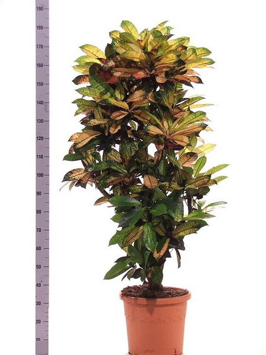 Кодиеум Миссис Айстон D180 H30