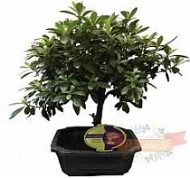 Цветущий бонсай Азалия D20 H30