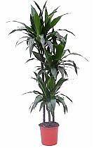 Драцена Джанет Крэйг - Dracaena deremensis "Janet Craig" D30 H150