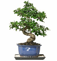 Бонсай Кармона D20 H30