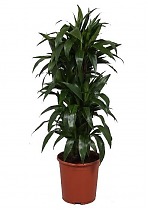 Драцена Джанет Крэйг куст - Dracaena deremensis "Janet Craig" D25 H100