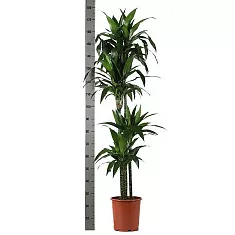 Драцена Джанет Крэйг - Dracaena deremensis "Janet Craig" D30 H180