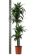 Драцена Джанет Крэйг - Dracaena deremensis "Janet Craig" D30 H180