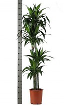 Драцена Джанет Крэйг - Dracaena deremensis "Janet Craig" D30 H180