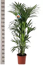 Ховея Форстера - Forsteriana D25 H160