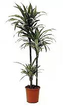 Драцена Варнески - Dracaena Warneckei D30 H150