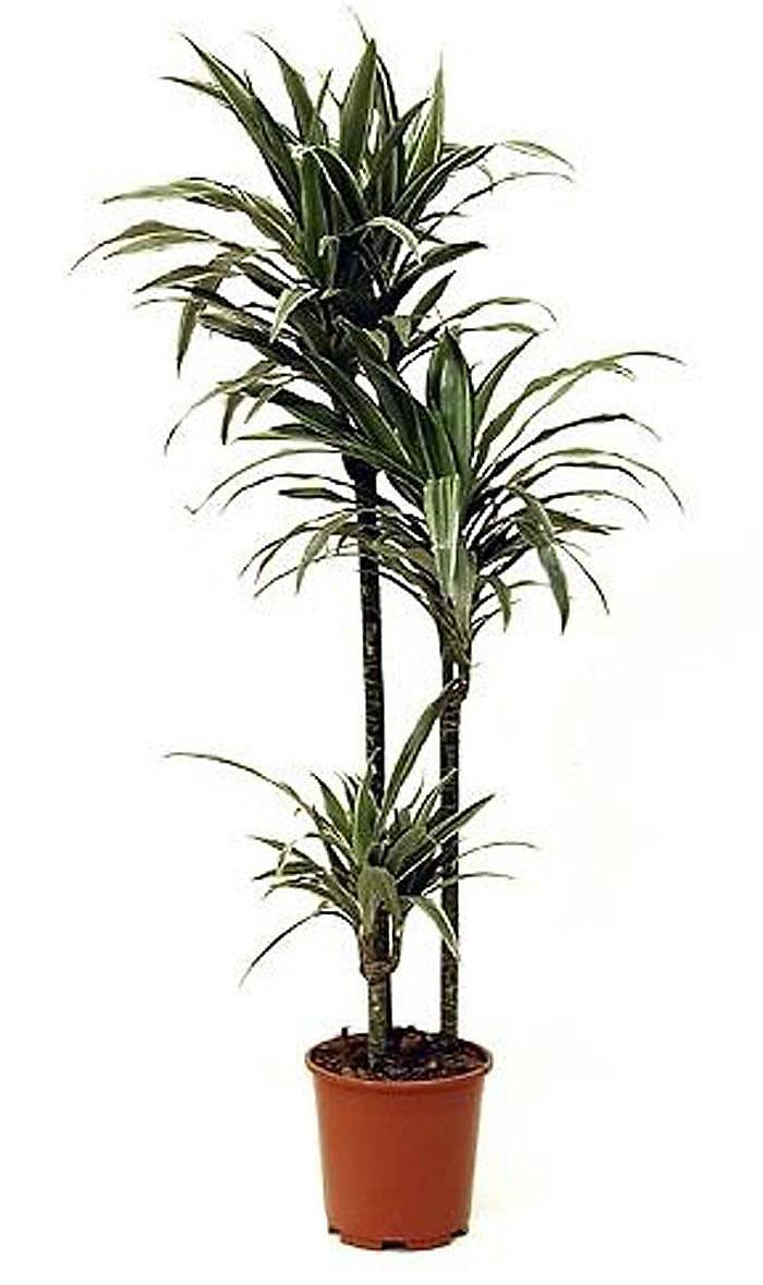 Драцена Варнески - Dracaena Warneckei D30 H150