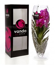 Ванда в стекле D17 H60