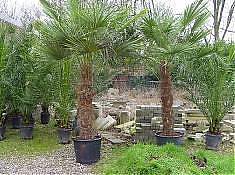 Пальма Трахикарпус - Trachycarpus D70 H390