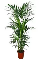 Пальма Ховея (Кентия) - Howea D25 H170