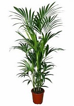 Пальма Ховея (Кентия) - Howea D25 H170