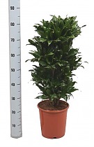Драцена компакта куст -Dracaena compacta D25 H85