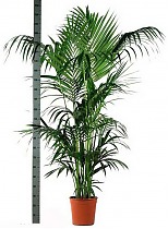 Ховея Форстера - Forsteriana D30 H240