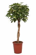 Шеффлера Голд Капелла косичка - Schefflera gold capella D30 H140