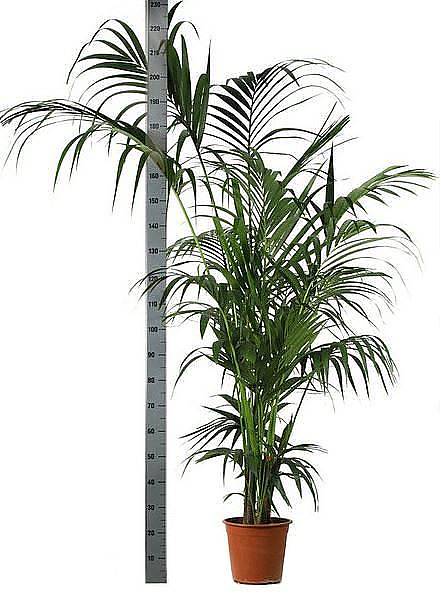 Ховея (Кентия) D30 H220