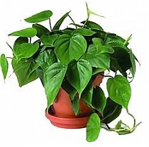 Филодендрон Сканденс, лазящий - Philodendron scandens D12 H25