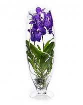 Ванда в вазе Шампань D19 H65