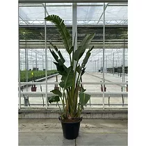 Стрелиция Августа - Strelitzia Augusta D40 H240