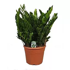 Замиокулькас - Zamioculcas zamiifolia D35 H110