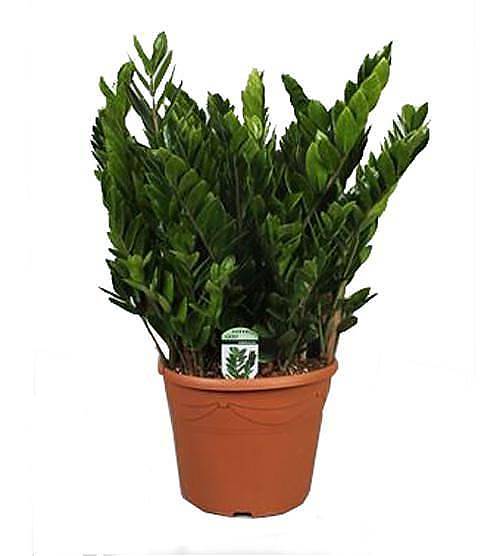 Замиокулькас - Zamioculcas zamiifolia D35 H110