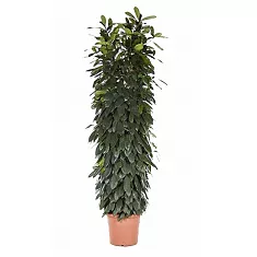 Фикус Циатистипула - Ficus Cyatistipula Zuil D35 H200