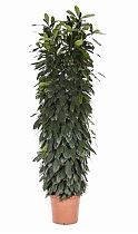 Фикус Циатистипула - Ficus Cyatistipula Zuil D35 H200