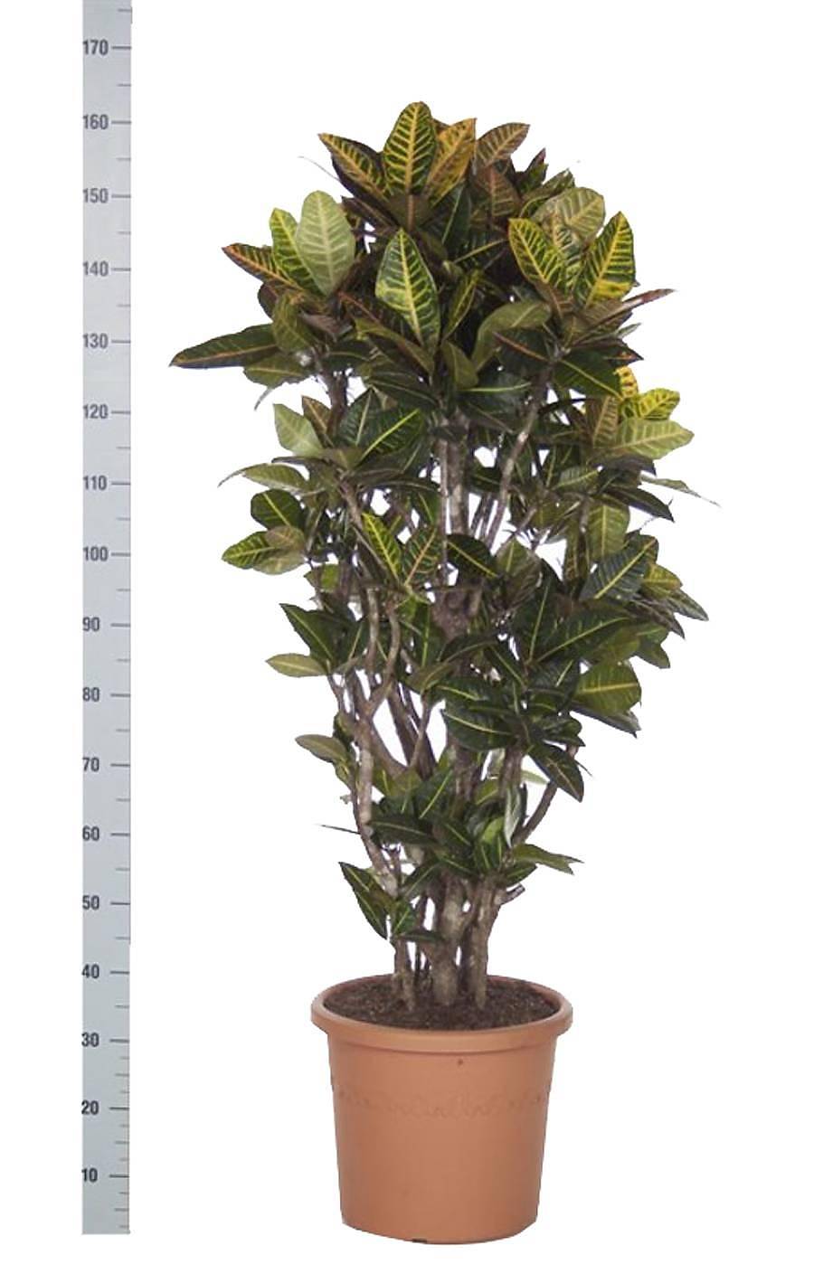 Кодиеум Петра - Kodieum Varigatum Petra D28 H160