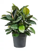Фикус эластика Робуста - Ficus elastica Robusta D21 H70