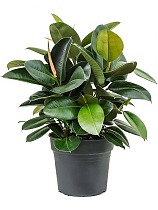 Фикус эластика Робуста - Ficus elastica Robusta D21 H70