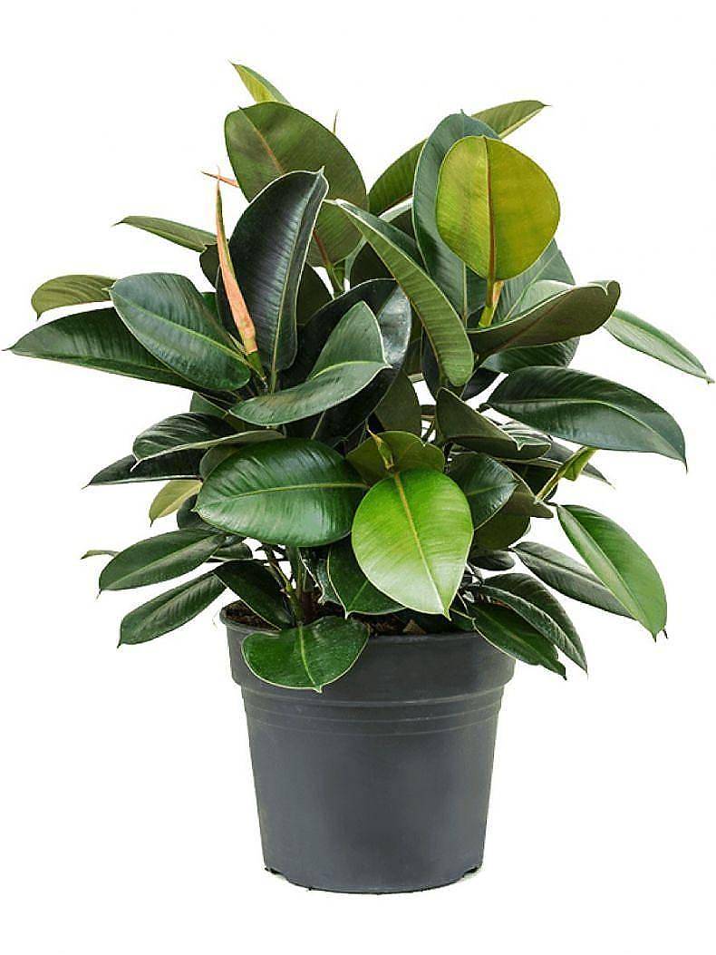 Фикус эластика Робуста - Ficus elastica Robusta D21 H70