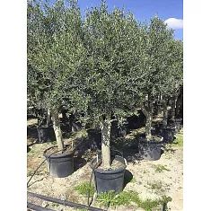 Оливковое дерево, маслина европейская - Olea europaea D50 H220