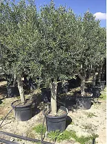 Оливковое дерево, маслина европейская - Olea europaea D50 H220