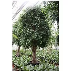 Фикус Бенджамина Экзотика штамб - Ficus benjamina D70 H450