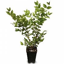 Жаботикаба - Myrciaria caulifloria D18 H80