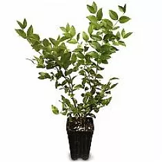 Жаботикаба - Myrciaria caulifloria D18 H80